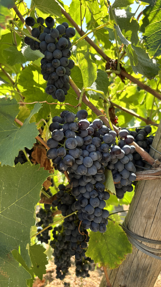 Cabernet and Merlot grape clusters