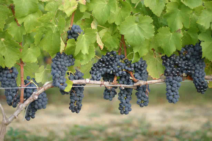 Pairing BELA wines with food