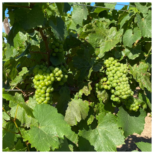Sauvignon Blanc grape clusters
