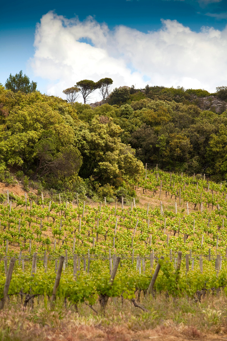 Vineyards of southern France under an open sky