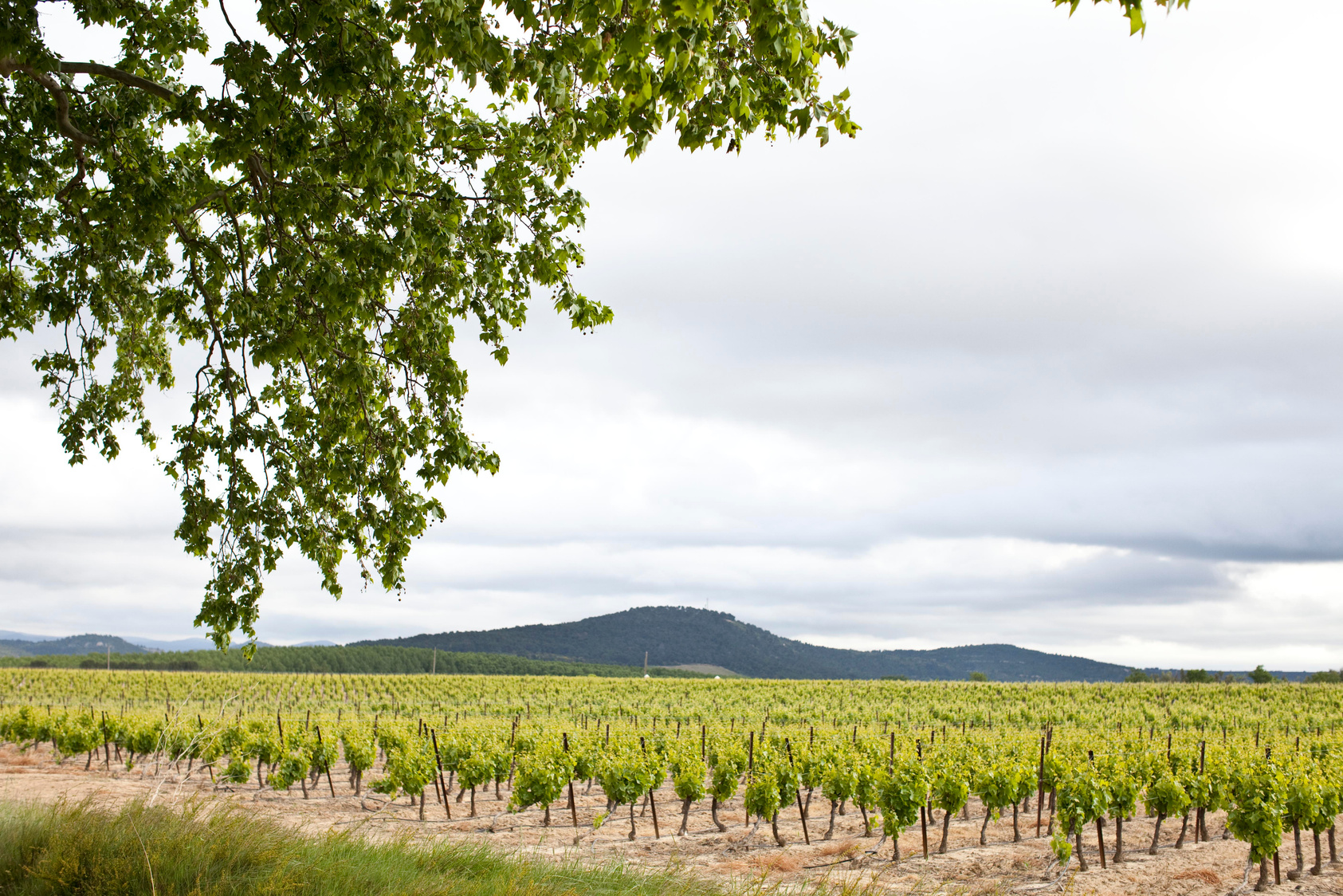Meet the Winemakers — video